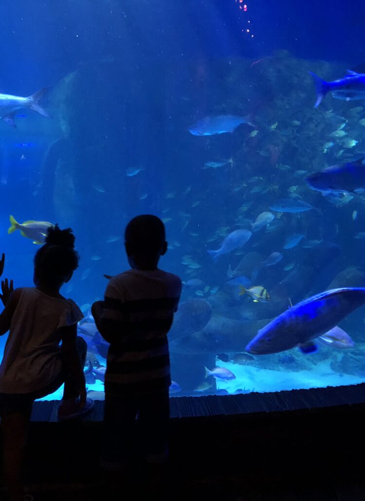 sealife aquarium